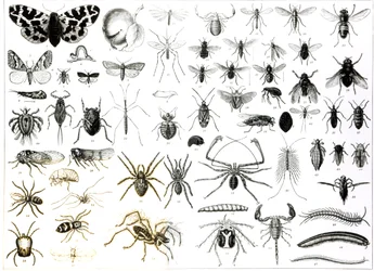 Entomologi, Myriapoda og Arachnida